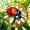 Green Orange, variant on Erosebridal Transitional Ladybug Twin Sheets,Elegant Heart Print Bedding,White Red,3pcs,1 Flat Sheet,1 Fitted Sheet and 1 Pillowcase