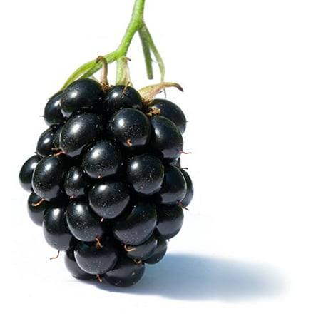 Blackberry Great Garden Fruit Bush 15 Seeds (Best Way To Kill Blackberry Bushes)