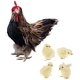 thumbnail image 1 of kusrkot Modèle de Poule Décoration, avec 4 Figurines de Poussins Ornement pour Décoration de Jardin Ferme Maison Boutique, 1 of 8