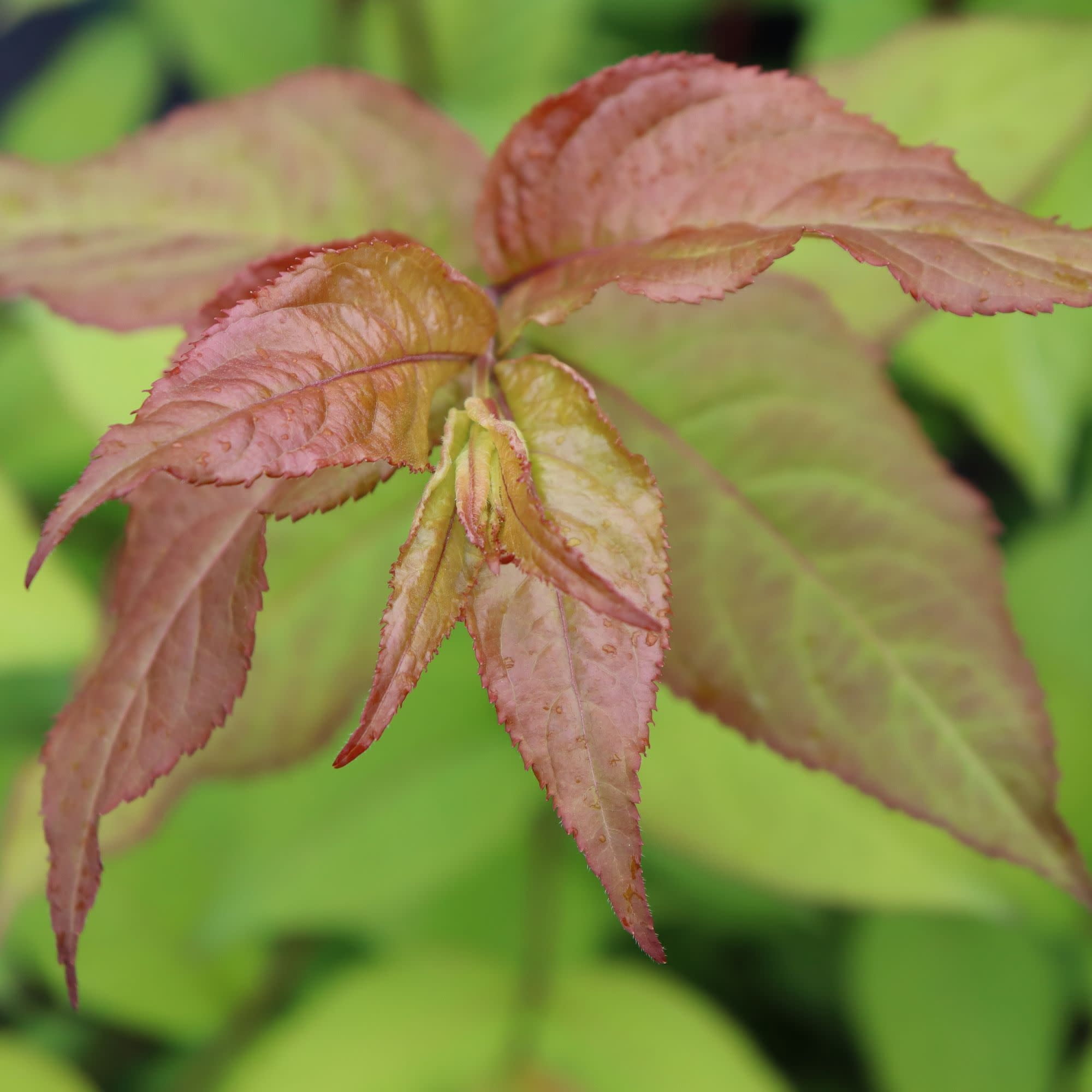 Proven Winners ColorChoice 5" Orange Kodiak Fresh Diervilla Live Plant in 4.5" Pot (4 Count)
