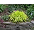 thumbnail image 2 of ( 1 ) - All Gold Japanese Forest Grass - Starter Plant ( 5L ) ( 1 live plant ), 2 of 5