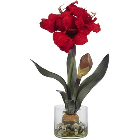 amaryllis