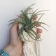 thumbnail image 4 of JINESXIAO Liquidación de hoy Tapices tejidos a mano Tapiz de red Cesta de flores de piña de aire, 4 of 4