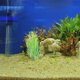 thumbnail image 1 of unbranded Hornwort Artificial Para Decorar Acuarios Con Detalle Natural Y, 1 of 7