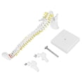 thumbnail image 3 of Spine Model, Removable With 5 Rollers White Spine Anatomy Model, Natural Bone Size For Teaching Skeleton Anatomy Study Teaching Hospital  School, 3 of 8