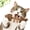 Brown, variant on 2026 New Catnip & Silvervine Chew Fish Bone Cat Toy, Natural Wooden Chew Stick for Cats, Interactive Kitten Teething Play, Self Play Boredom Relief