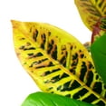 thumbnail image 6 of Northlight 3.8' Unlit Green and Black Potted Artificial Croton Tree, 6 of 8
