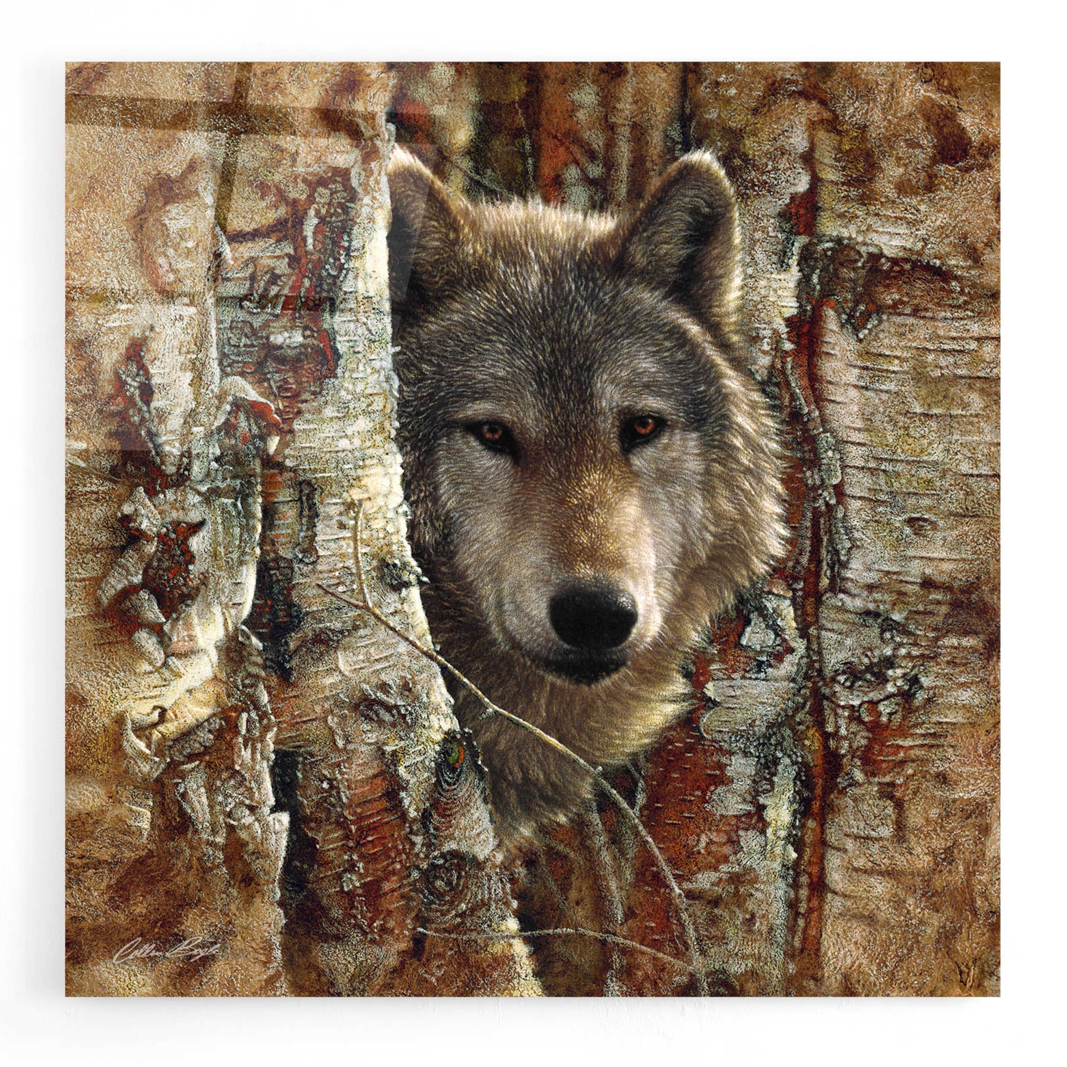 Animal Picture Poster Art Framed Print Wild White Wolf Laying with Full Moon 
