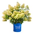 thumbnail image 1 of 2G Hydrangea, 1 of 1