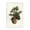 Cedar Pinecones Botanical, variant on Stupell Industries Spruce & Fir Cones Plants & Flowers Painting Wrapped Canvas Art Print Wall Art, 16 x 24
