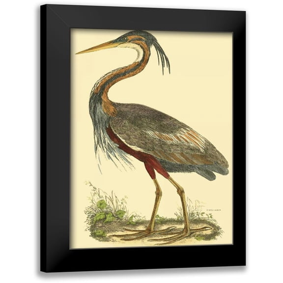 Selby, John 12x14 Black Modern Framed Museum Art Print Titled - Small Purple Heron