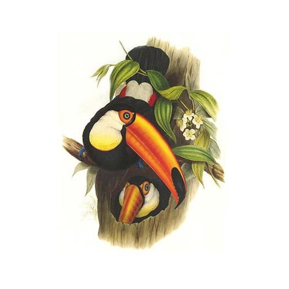 Toco Toucan-Fine Art Canvas Print (20" x 30")
