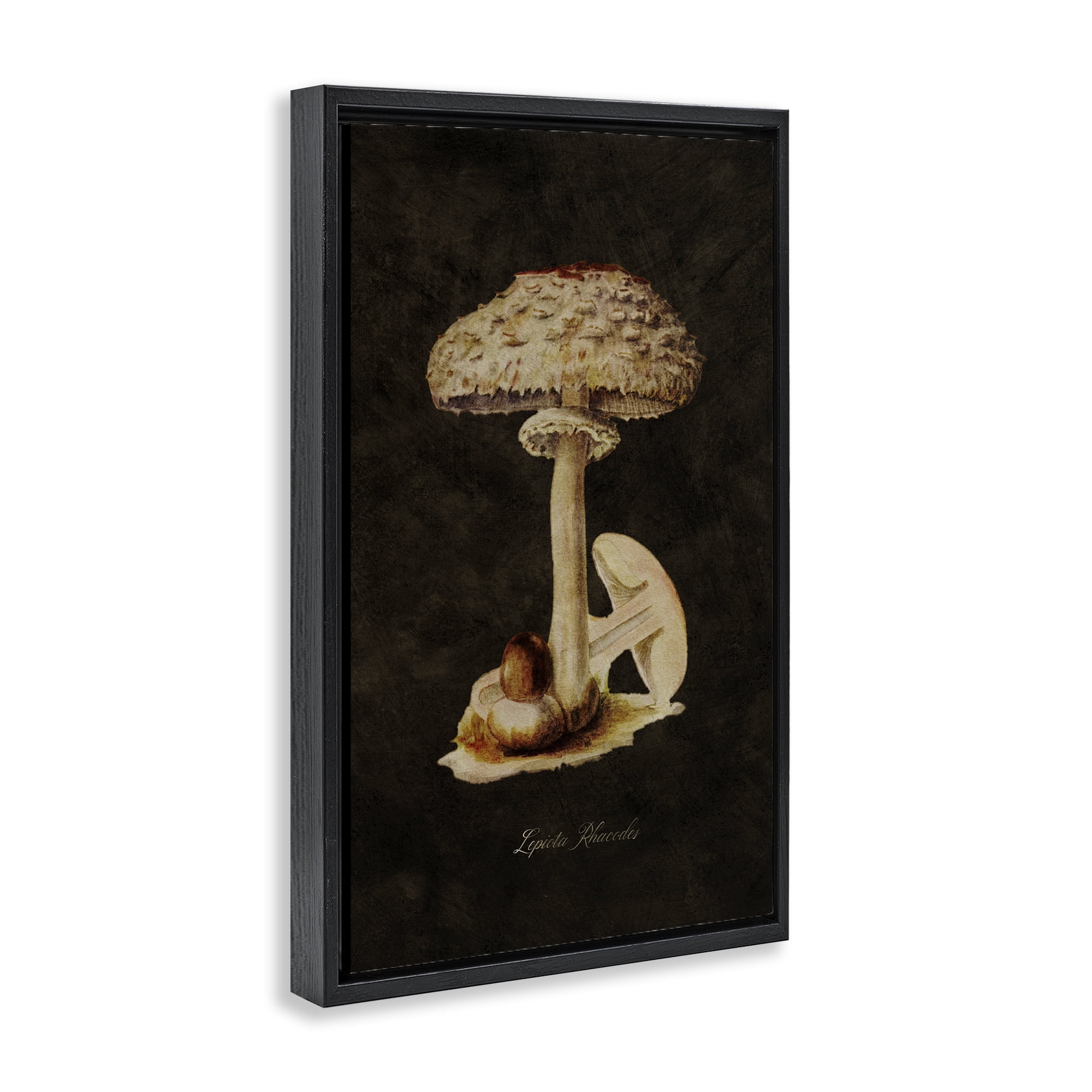 Stupell Industries Vintage Mushroom Study Plants & Flowers Painting Black Floater Framed Canvas Art Print Wall Art, 21 x 31