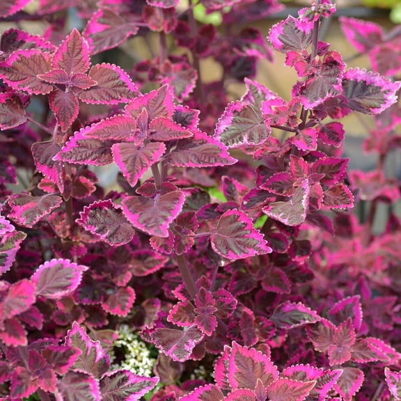 Wizard Coleus Seeds - Velvet Red - 1000 Seeds - Decorative & Ornamental House & Garden Plant Seeds