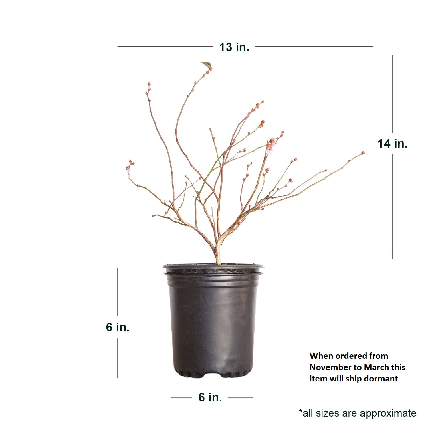 Expert Gardener Woodard Rabbiteye Blueberry Bush (2.5 Quart) Fruit-Bearing Deciduous Shrub - Live Outdoor Plant