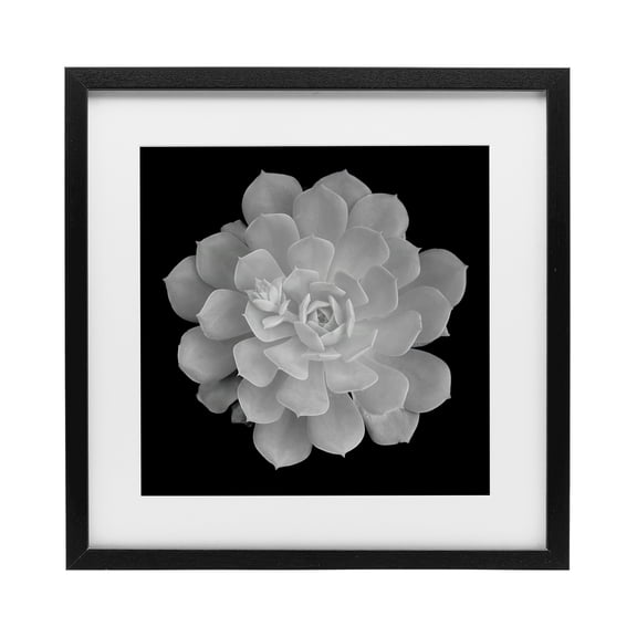 Pure White Succulent Contrast Black Framed Print Under Glass, design by Phillip Flowers