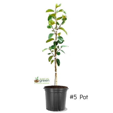 Expert Gardener 3-4 ft tall Ichi Ki Kei Jiro Persimmon Live Tree in 7-Gallon Grower Pot