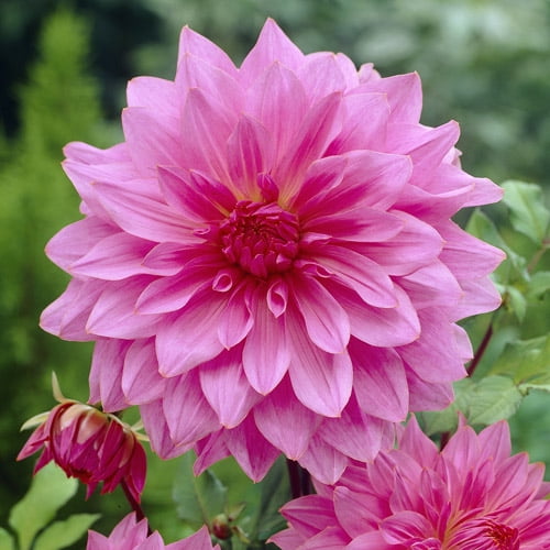 Euroblooms Dahlia 'lavender Perfection' - Walmart.com