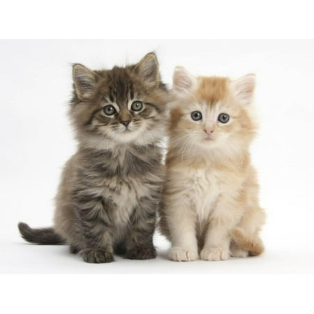 Color Art Print - Maine Coon Kittens, 7 Weeks, Showing Different Colours Print Wall Art By Mark Taylor