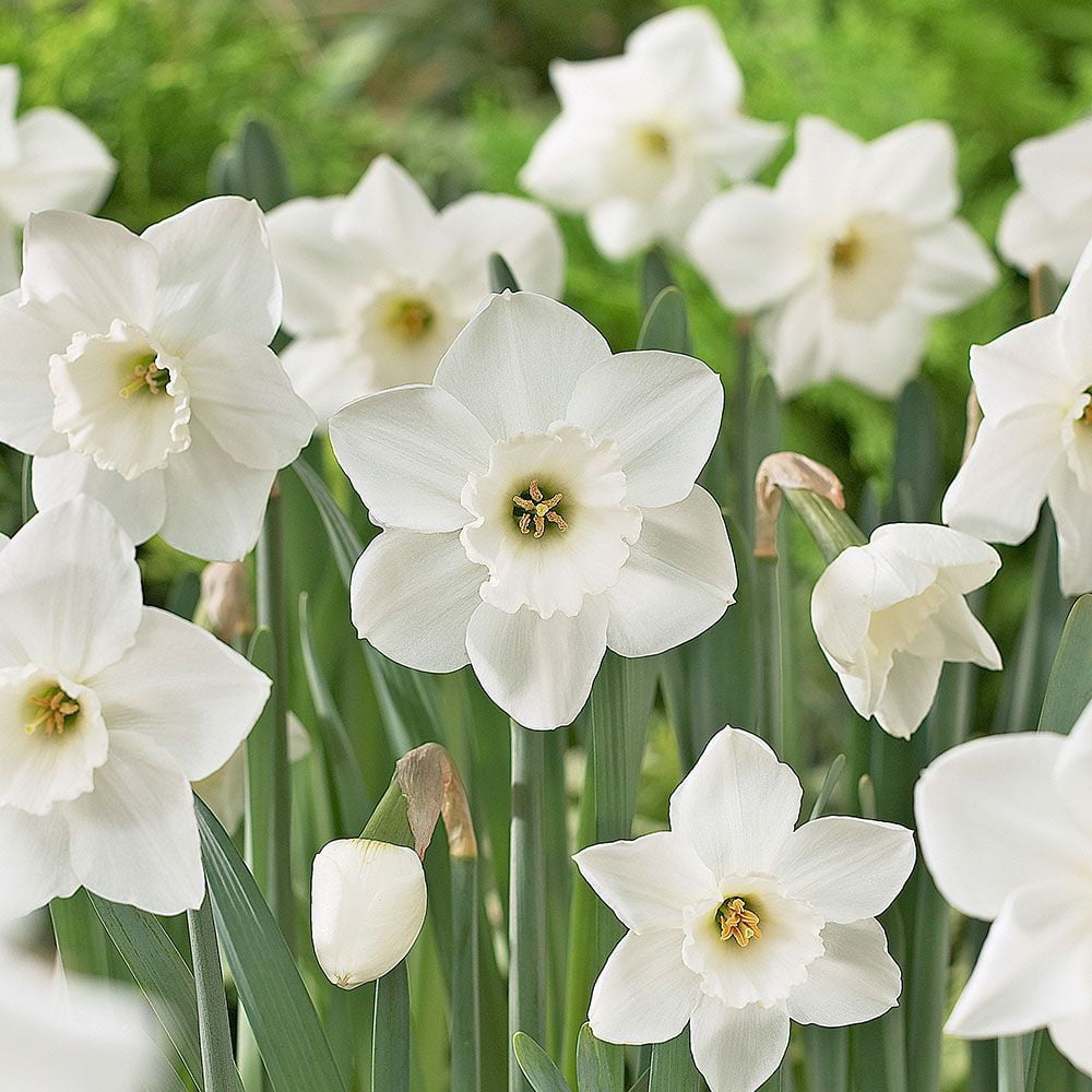 Stainless Large Cupped Daffodil - 8 Bulbs - Narcissus - 14 ...