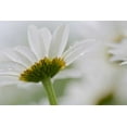 thumbnail image 2 of Anon, Ellen 18x13 White Modern Wood Framed Museum Art Print Titled - Canada, New Brunswick Daisy flower, 2 of 4