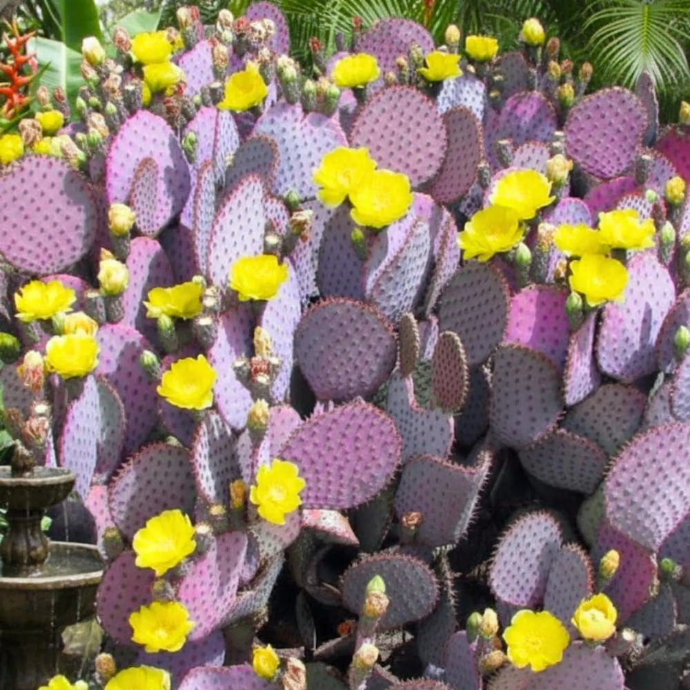 Purple Prickly Pear Cactus Plant in Pot, 6-8'' Tall, Rare Pear Cactus, Live Prickly Pear Cactus Plant for Indoor or Outdoor Planting