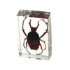 Ed Speldy East PW107 Real Bug Paperweight Regular-small-Antler Horned Beetle