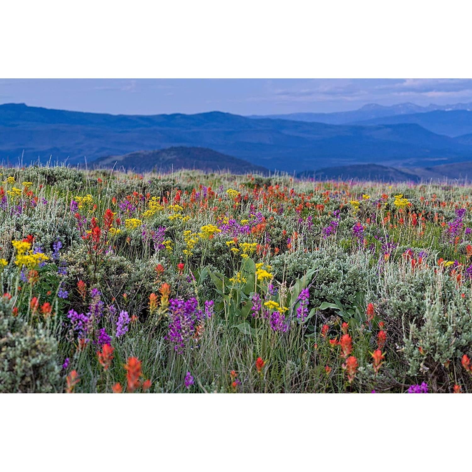 Wild Flower Mix Seed Packet OpenPollinated Bulk Flower Seed Mix for