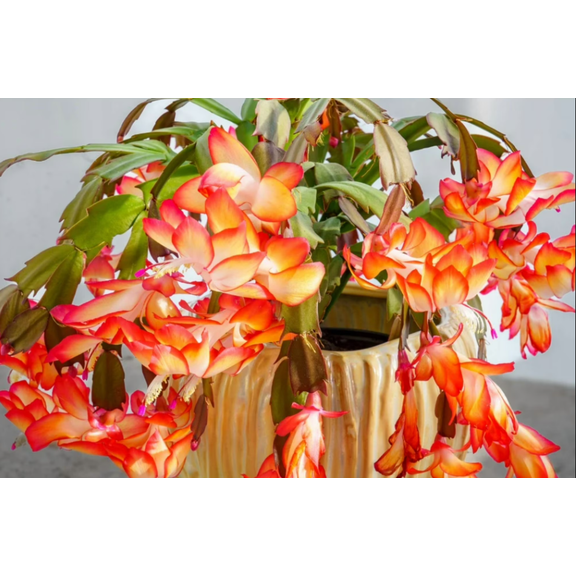 Orange Christmas Cactus Live Plants, Holiday Cactus Plants Schlumbergera Flower Plants for Indoor Outdoor 4 to 6 Inc Tall, 2 Plants Per Pot