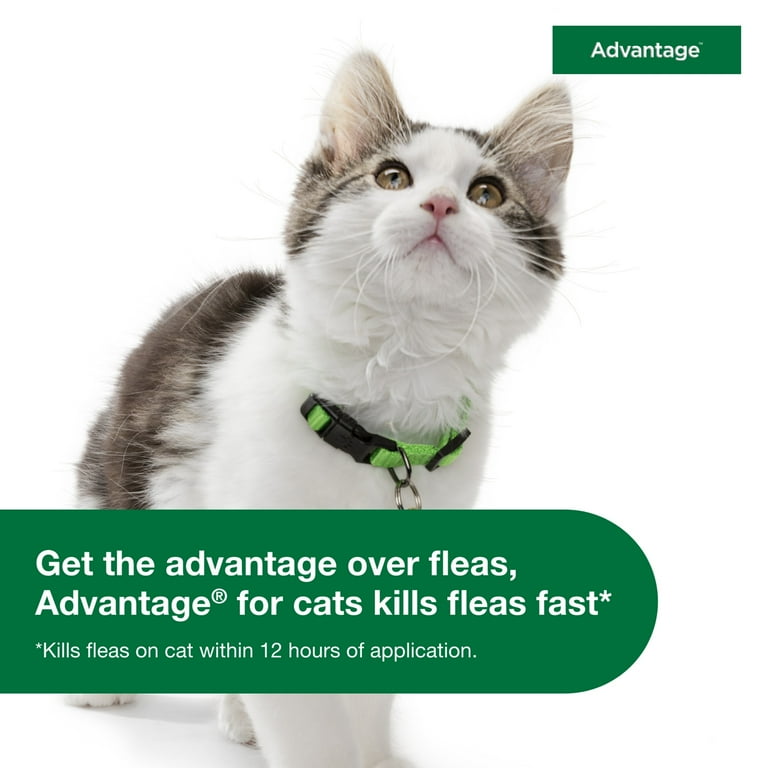 Walmart advantage hot sale for cats