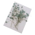 thumbnail image 1 of segolike Natural Dried Real Babysbreath Flower Set Assorted Colorful For Art Glass Crafts Green, 1 of 9