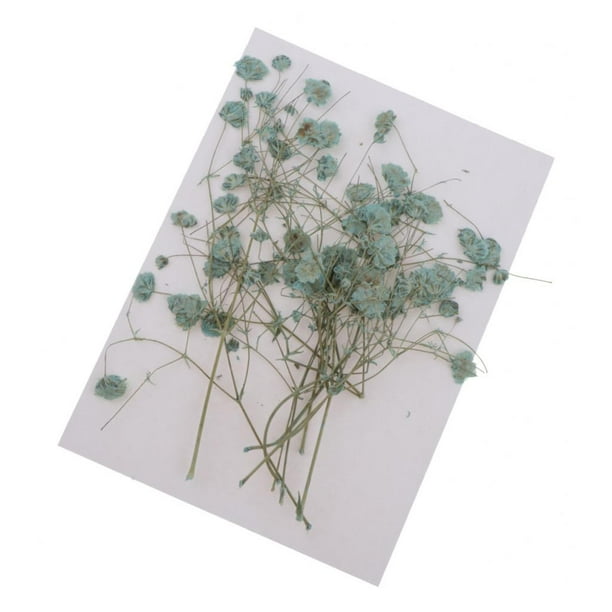 Conjunto de flores de aliento de bebé naturales y secas, surtidas y coloridas para manualidades de vidrio. Verde