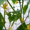 thumbnail image 4 of Plastic Heavy Duty Garden Trellis Netting Vegetables(2 X 10m, Green), 4 of 5