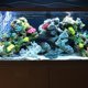 thumbnail image 4 of unbranded 1Ud Peces Artificiales De Silicona Azul Con Detalles Realistas Para, 4 of 6