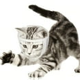 thumbnail image 3 of Cat Muzzle for Grooming, Breathable Cat Mouth Muzzle, Adjustable Kitten Mask, for Treatment Recovery and Nail Trimming, 3 of 8