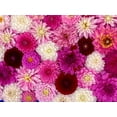 thumbnail image 3 of 50 Unwins DWARF MIX DAHLIA Variabilis Mixed Colors Semi Double Bicolor Pink Purple Red Orange Yellow White Flower Seeds, 3 of 7