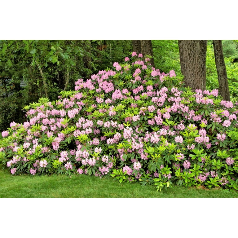 50 Mixed HYBRIDS RHODODENDRON spp. Mixed Colors - Red, Pink, Purple, White, Yellow, Orange Flower Sun or Shade Bush Shrub Seeds