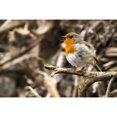 thumbnail image 2 of European robin  singing; Blarney  Munster  Ireland Poster Print by Leah Bignell / Design Pics (17 x, 2 of 2