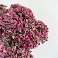thumbnail image 6 of Artificial Perennial Sweet Alyssum Flower Stem 14In Fake Ball Flower for Home Wedding Vase Floral Arrangement Decor (Burgundy), 6 of 9