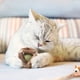 thumbnail image 4 of Juguetes con hierba gatera, herramientas de limpieza de dientes para gatitos, juguetes para masticar para gatos, 4 of 5