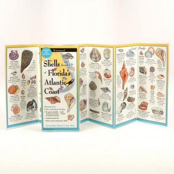 FoldingGuides: Shells and Beach Life of Florida's Atlantic Coast (Other)