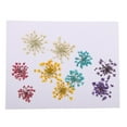 thumbnail image 2 of 10 piezas 1-2 cm de Ammi majus seca prensada para resina joyería colgante caja del teléfono artes y manualidades accesorios de Gloria Flor seca, 2 of 9