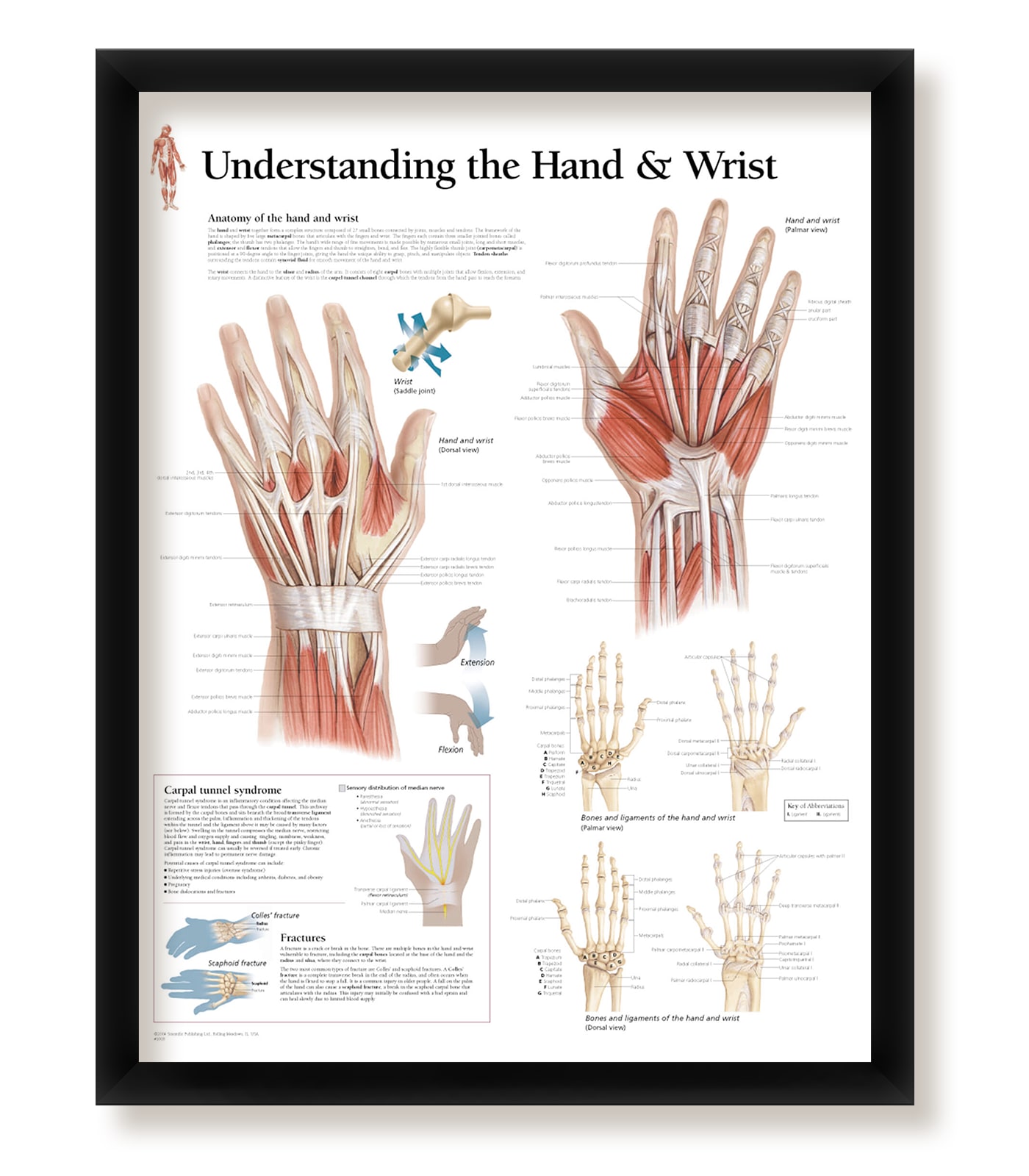 Set of Framed Medical Posters Understanding The Hip and Knee; Foot and  Ankle; Hand and Wrist; The Shoulder and Elbow 22