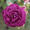 thumbnail image 3 of Twilight Zone Grandiflora Rose by Heirloom Roses - Fragrant Purple Rose Bush , Live Plants Outdoor, 3 of 4