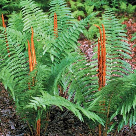 10 Cinnamon Fern Live Plant, Dormant Tree, Fern Live Outdoor Garden, 3'' Tall