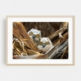 thumbnail image 2 of Great Horned Owl chicks - Photography Wildlife Bird Animal Nature Woodland Forest Unframed Wall Art Print 24 x 36 inches, 2 of 7