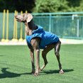 thumbnail image 4 of Destyer Polyester Adjustable Hood Poncho For Small Medium Large Dogs High Visibility Stripes For Safety Dog Blue M, 4 of 6