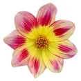 thumbnail image 6 of Better Homes & Gardens 2 Quart Multicolor Dahlia Annual Flowers Outdoor Live Plants Full Sun, 6 of 8