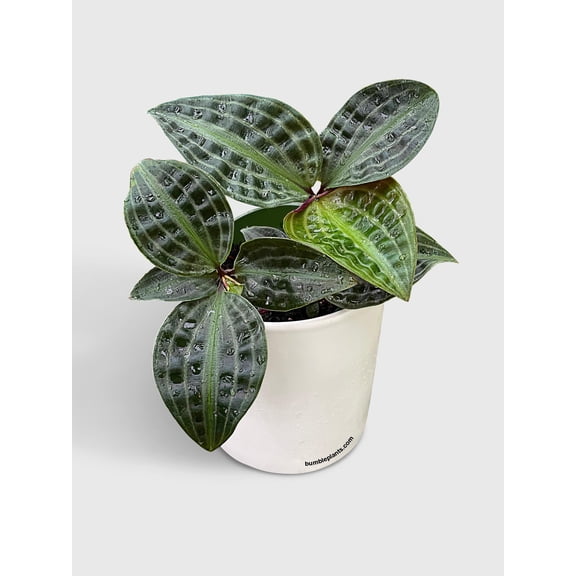 Geogenanthus Poeppigii 'Seersucker' - Live Air-Purifying Indoor Plant in Nursery Pot – Easy Care, Low Maintenance Houseplant for Home & Office Decor, Natural Air Cleaner, Best for Beginners (4"Pot)