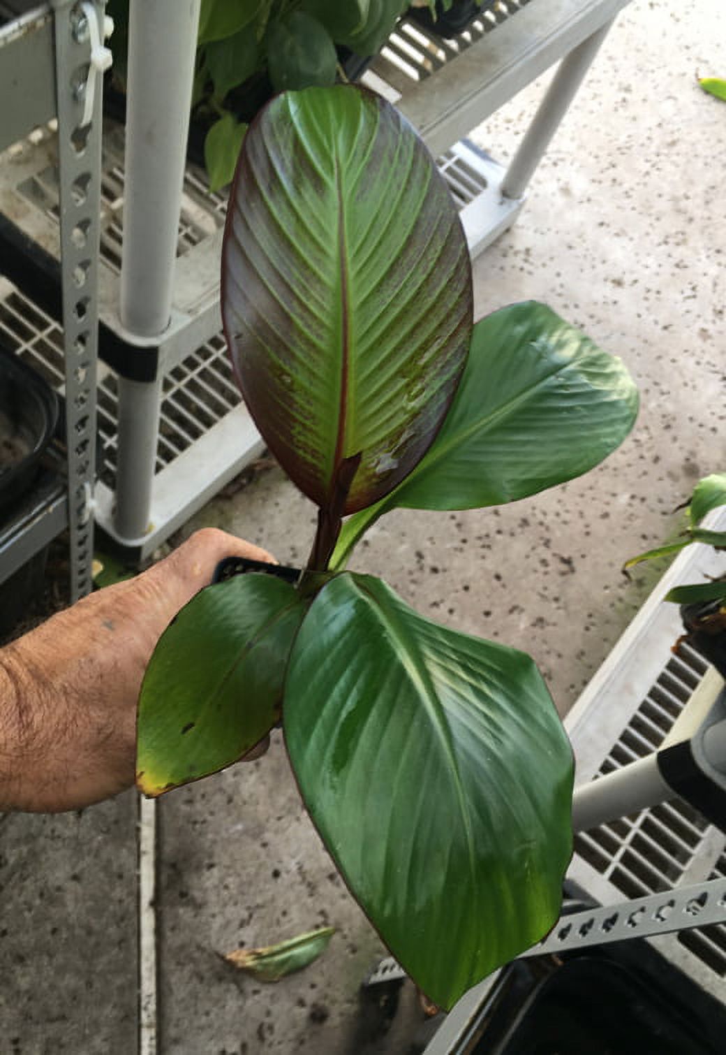 Ensete Maurelii Live Indoor Red Abyssinian Banana Plant Cold Hardy Tropical 1529